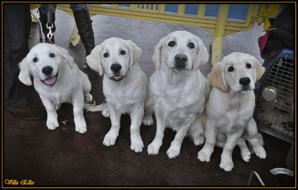 perro golden retriever villa ellie